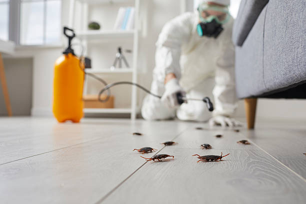 Trusted Rodent Control service in Houghton, NY - Nex Pest Control